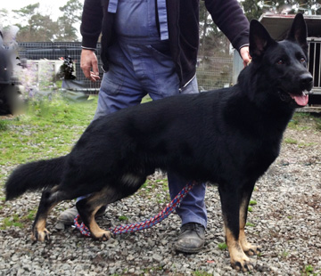 Bicolor deals german shepherd